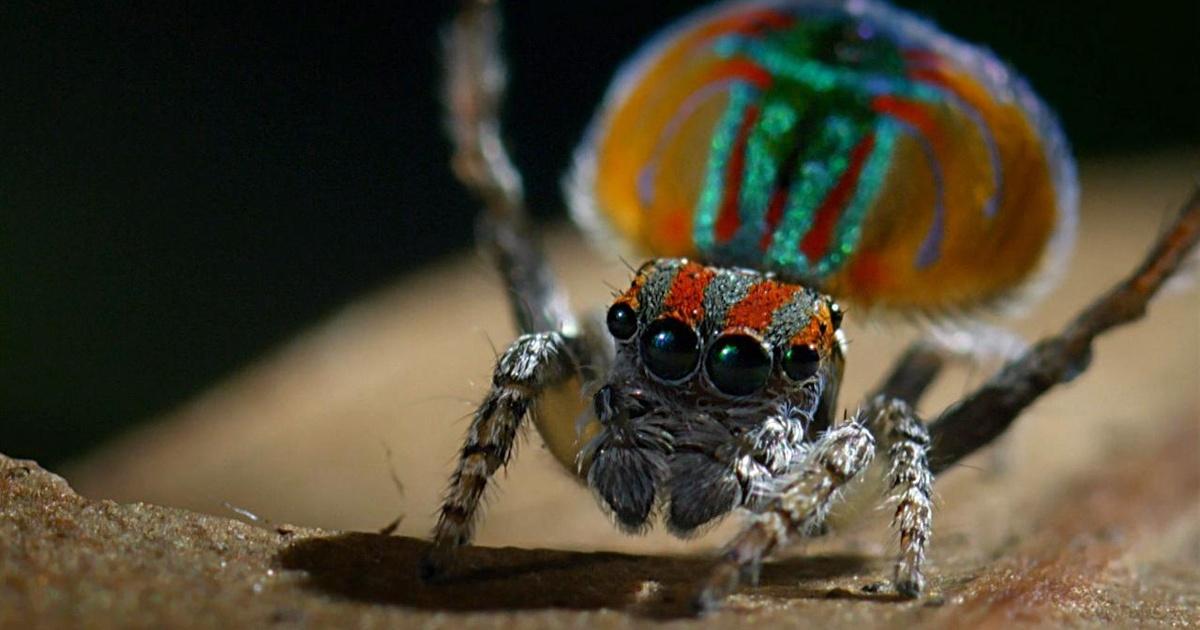 Spider Shake Nature | Peacock Spider Performs Colorful Dance to Attract Mate ...