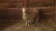 Horne Creek Living Historical Farm