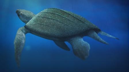 Video thumbnail: Eons The Return of Giant Skin-Shell Sea Turtles