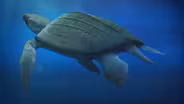 The Return of Giant Skin-Shell Sea Turtles