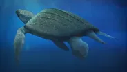 The Return of Giant Skin-Shell Sea Turtles