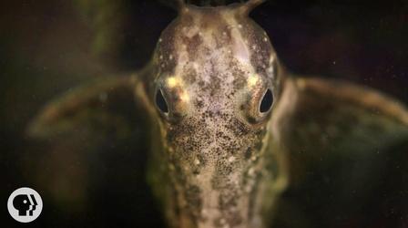 Video thumbnail: Deep Look Upside-Down Catfish Doesn't Care What You Think