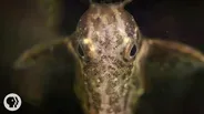 Upside-Down Catfish Doesn't Care What You Think