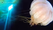 Why Don’t Fish Freeze in Antarctica?