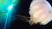 Why Don’t Fish Freeze in Antarctica?