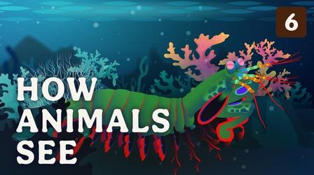 Video thumbnail: Crash Course Zoology How Animals See