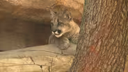 COUGARS