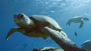 What Makes Hawaii's Green Sea Turtles Unique?