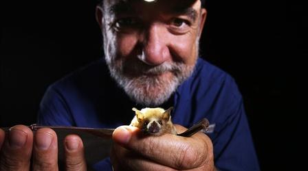 How Glowing Poop Helps Bat Conservation
