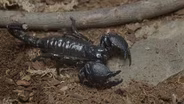 EMPEROR SCORPION