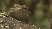 Lions and Lizards and Ants, Oh My!
