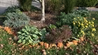 Volunteer Gardener 3401
