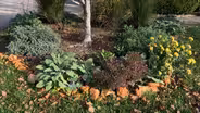 Volunteer Gardener 3401