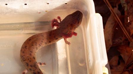 Video thumbnail: SCI NC Neuse River Waterdog Salamander