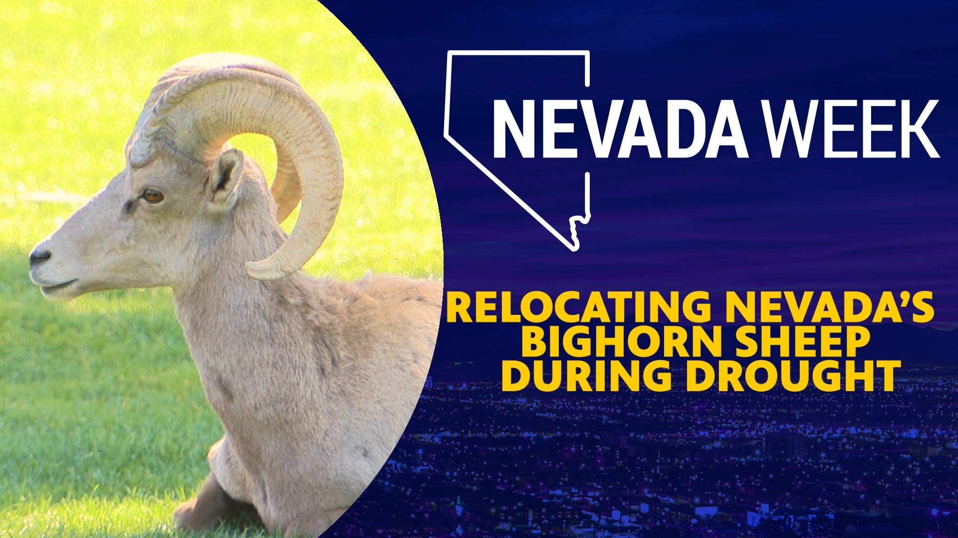 Relocating Nevada’s Bighorn Sheep during drought