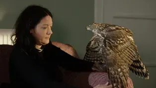 First Meeting Between Helen Macdonald and Goshawk 'Lupin'