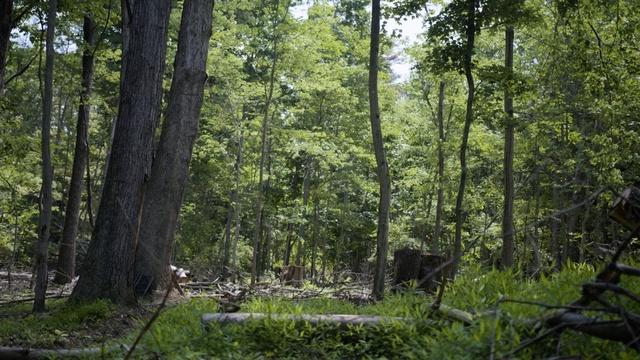 Life In The Heart Land | Trees