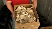 California Mushroom Farmer