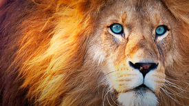 There Are No Actual ‘Lion Kings’: asset-mezzanine-16x9