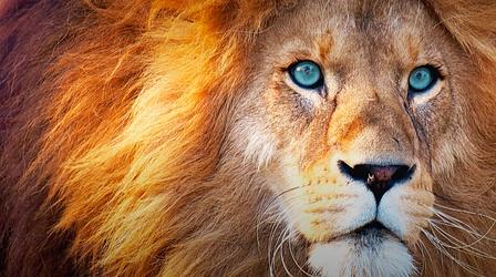 Video thumbnail: Animal IQ There Are No Actual ‘Lion Kings’
