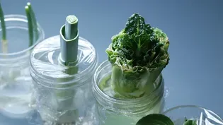 Regrowing Food From Kitchen Scraps