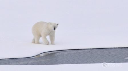 Video thumbnail: SCI NC How Polar Bears Find Love at the Zoo
