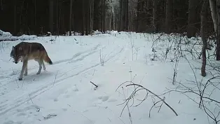 Divisions Over Wolves Shape Wisconsin's New Management Plan