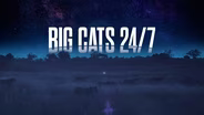 TRAILER | BGCT 204| Big Cats 24-7 | Season 2 | "Reunion"