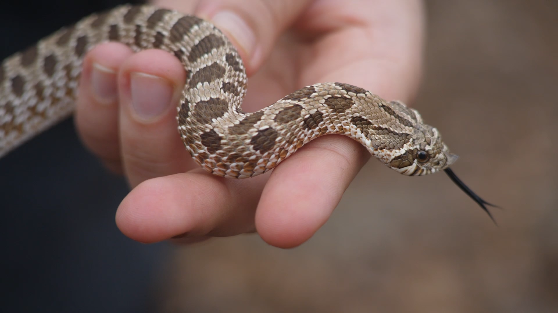 How to Kill a Snake When You're a Snake - The Atlantic