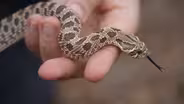 Snakes