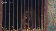 New film shows toll of Russian invasion on Ukraine’s animals