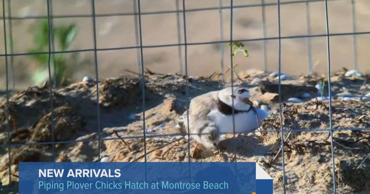 Chicago Tonight Chicago Gets a New Family of Piping Plovers Season