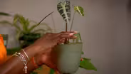 Houseplant Care
