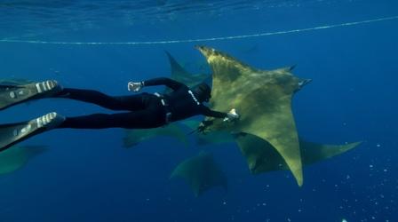 Video thumbnail: Nature Behind the Lens | Diving Deep with Camera-Wearing Devil Rays