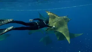 Behind the Lens | Diving Deep with Camera-Wearing Devil Rays