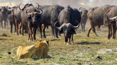 Video thumbnail: Big Cats 24/7 A Herd of Buffalo Force the Pride Into Deep Water