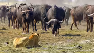 A Herd of Buffalo Force the Pride Into Deep Water