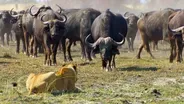 A Herd of Buffalo Force the Pride Into Deep Water