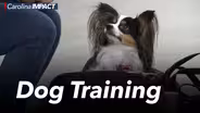 The Charlotte Dog Training Club