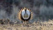 Sage Grouse Face a New Threat