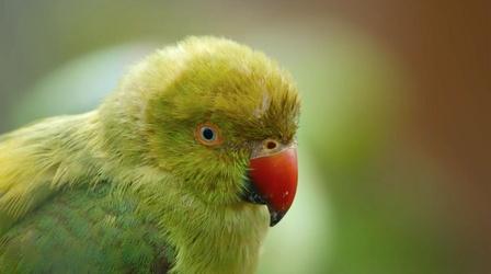 Video thumbnail: Life from Above 4,000 Parakeets