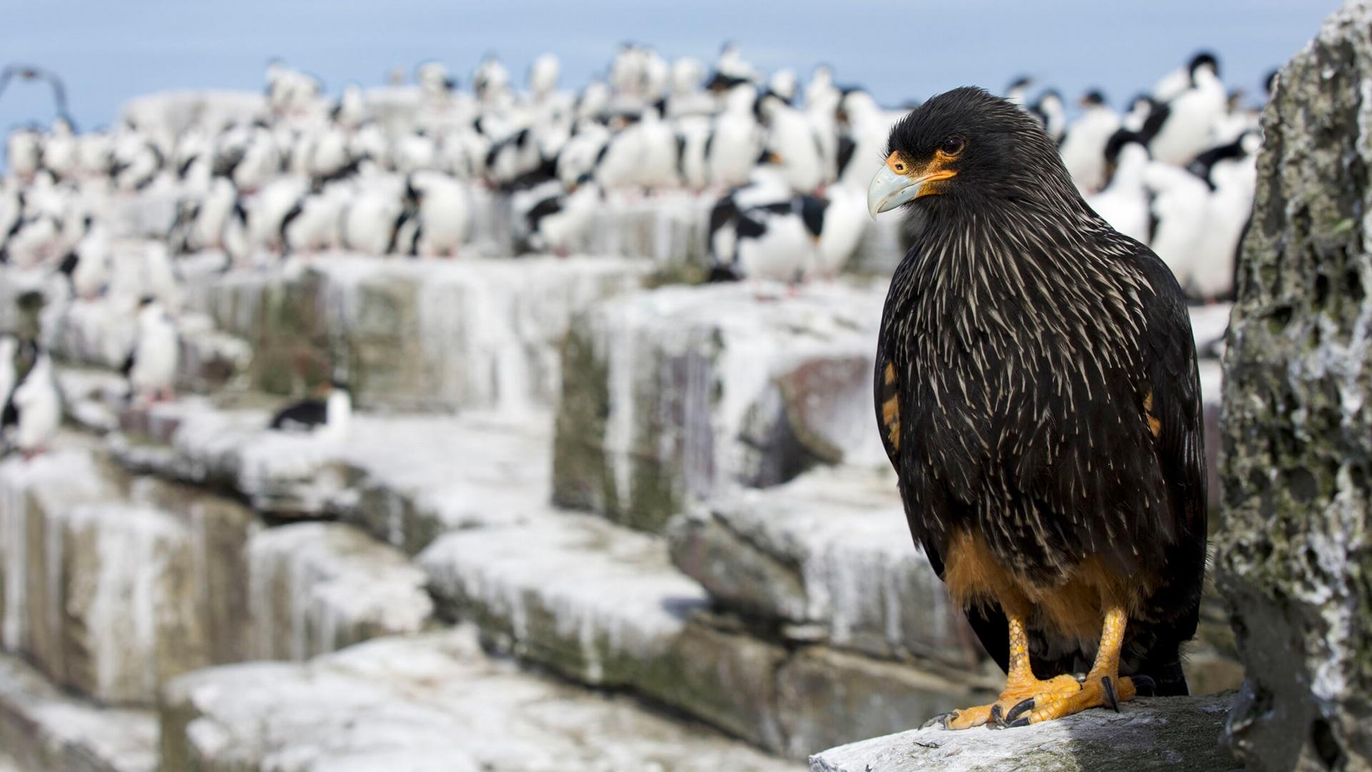 A caracara bird sits on a rock, while a colony of penguins are blurred in the background.