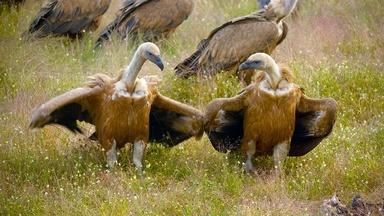 Fox Attempts to Steal Carcass From Flock of Vultures