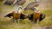 Fox Attempts to Steal Carcass From Flock of Vultures