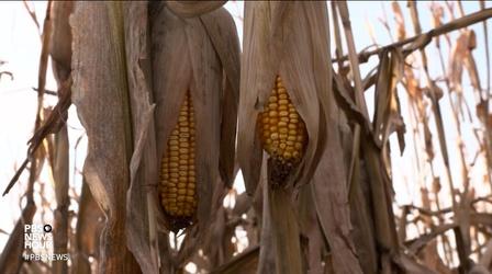 Video thumbnail: PBS NewsHour Trump’s ethanol moves: good policy or corn country politics?