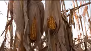Trump’s ethanol moves: good policy or corn country politics?