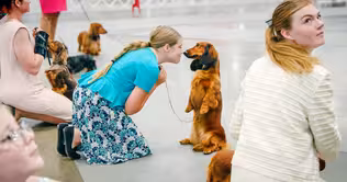 Show dogs