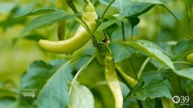 Video thumbnail: You Bet Your Garden You Bet Your Garden Ep. 46