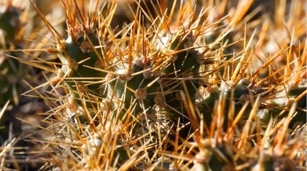 Video thumbnail: Postcards Minnesota Cactus & Potholes