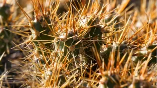 Minnesota Cactus & Potholes